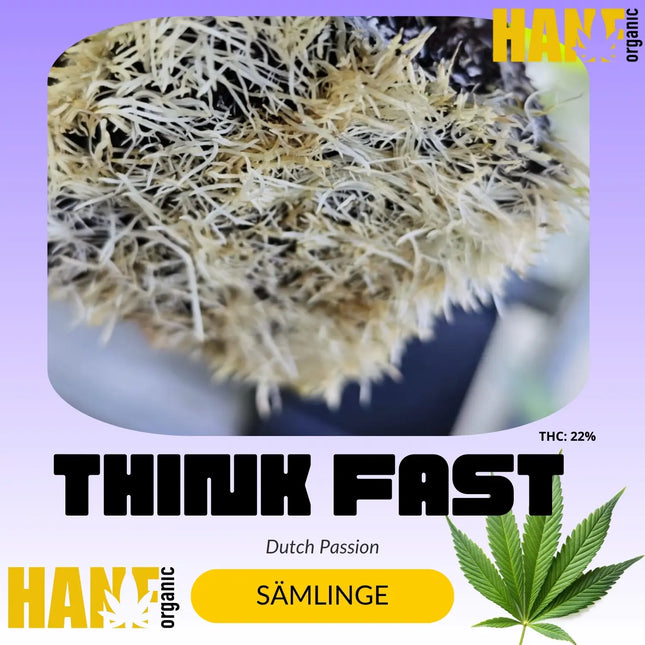 Think Fast - Sämlinge