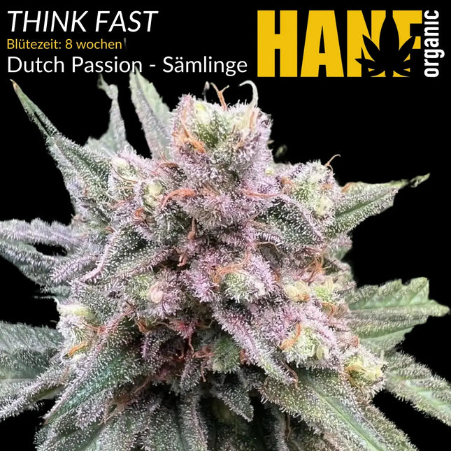 Think Fast - Sämlinge