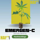 Emergen-C – Seed Junky Genetics Hanfstecklinge im Steinwollwürfel – Hanf Organic