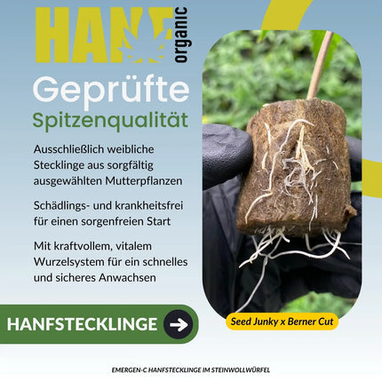 Emergen-C – Seed Junky Genetics Hanfstecklinge im Steinwollwürfel – Hanf Organic