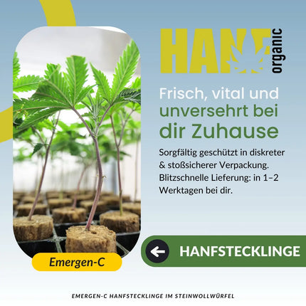 Emergen-C – Seed Junky Genetics Hanfstecklinge im Steinwollwürfel – Hanf Organic