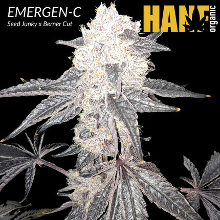 Emergen-C – Seed Junky Genetics Hanfstecklinge im Steinwollwürfel – Hanf Organic