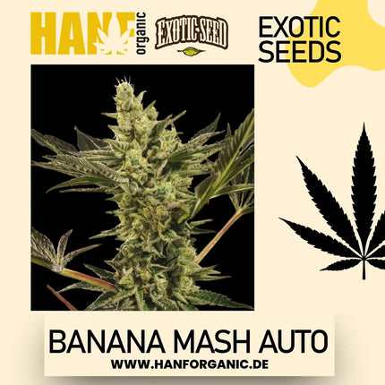 Exotic Seed / AUTO / Banana Mash