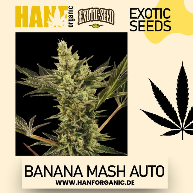 Exotic Seed / AUTO / Banana Mash