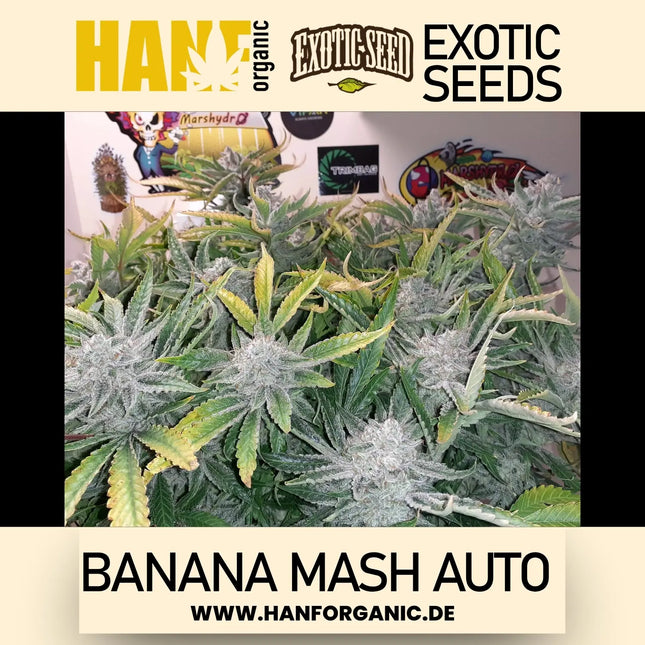 Exotic Seed / AUTO / Banana Mash