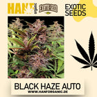 Exotic Seed - Black Haze Auto