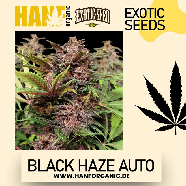 Exotic Seed - Black Haze Auto