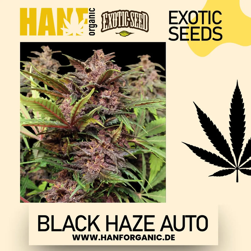 Exotic Seed - Black Haze Auto