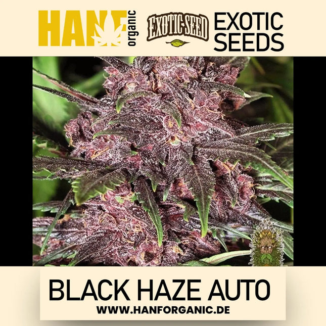 Exotic Seed - Black Haze Auto
