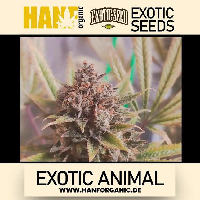 Exotic Seed - Exotic Animal Fem