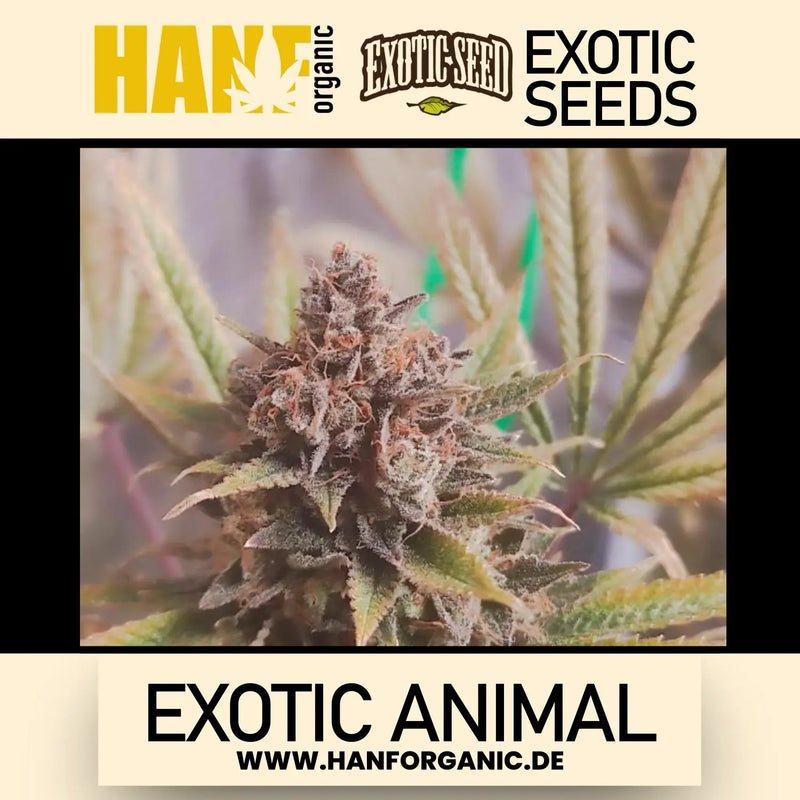 Exotic Seed - Exotic Animal Fem
