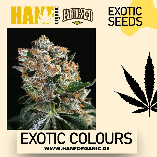 Exotic Seed - Exotic Colours Fem