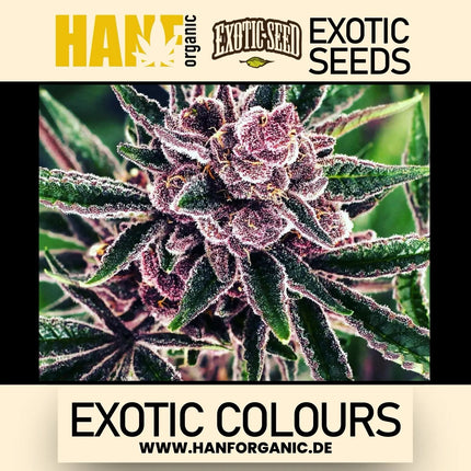 Exotic Seed - Exotic Colours Fem