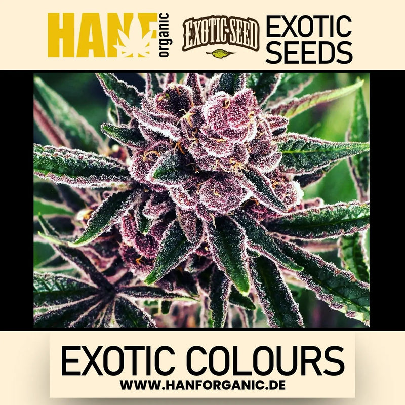 Exotic Seed - Exotic Colours Fem