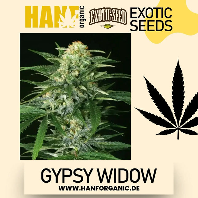 Exotic Seed - Gypsy Widow Fem