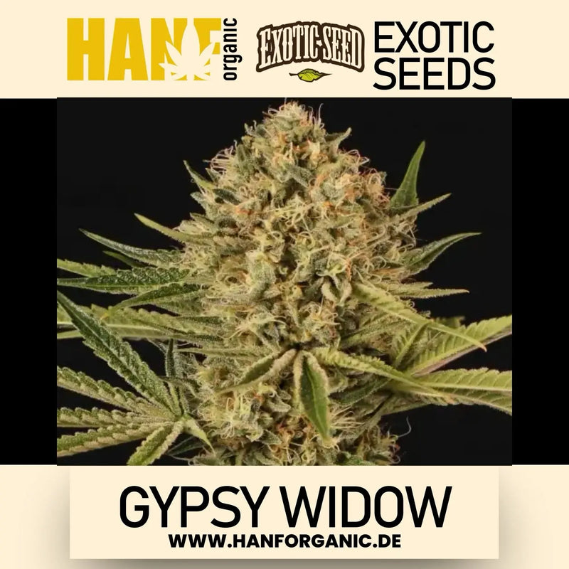 Exotic Seed - Gypsy Widow Fem