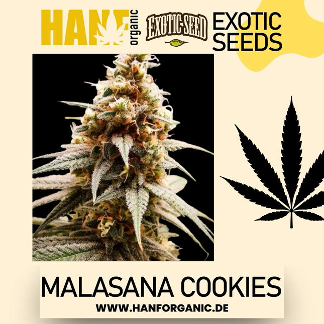 Exotic Seed - Malasana Cookies Fem
