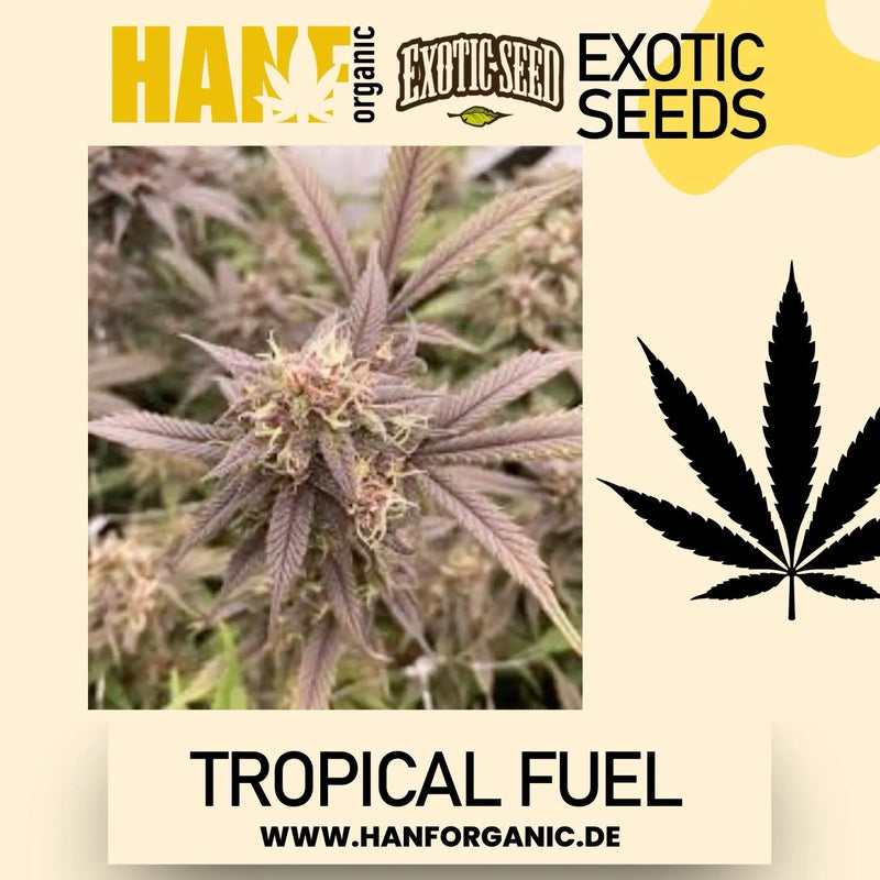 Exotic Seed - Tropical Fuel Fem