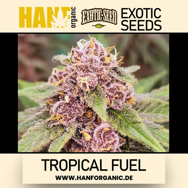 Exotic Seed - Tropical Fuel Fem