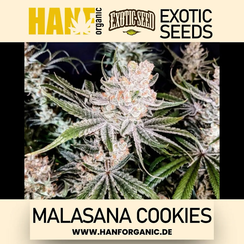 Exotic Seed - Malasana Cookies Fem