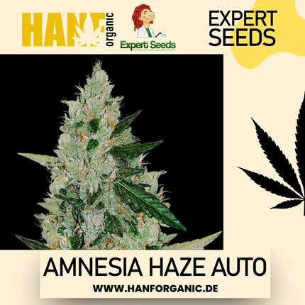 Expert Seeds - Amnesia Haze Auto