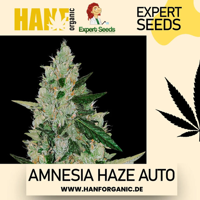 Expert Seeds - Amnesia Haze Auto