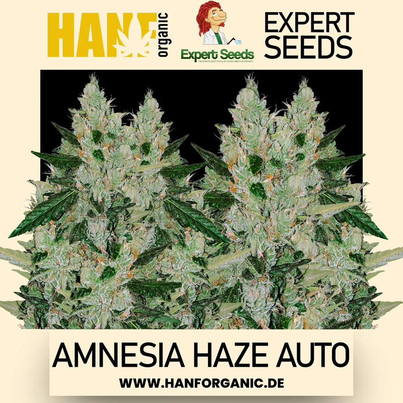Expert Seeds - Amnesia Haze Auto