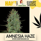 Expert Seeds - Amnesia Haze Fem