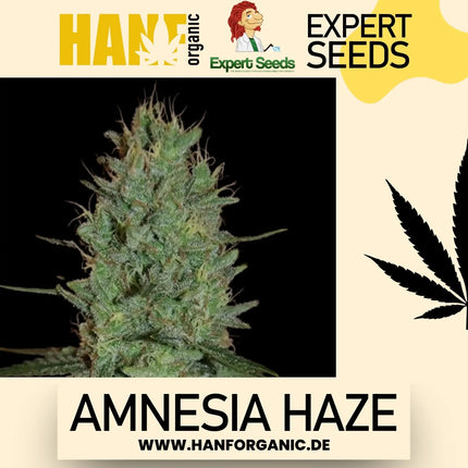 Expert Seeds - Amnesia Haze Fem