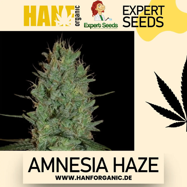 Expert Seeds - Amnesia Haze Fem