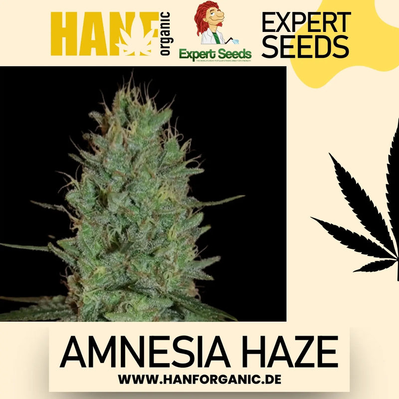 Expert Seeds - Amnesia Haze Fem