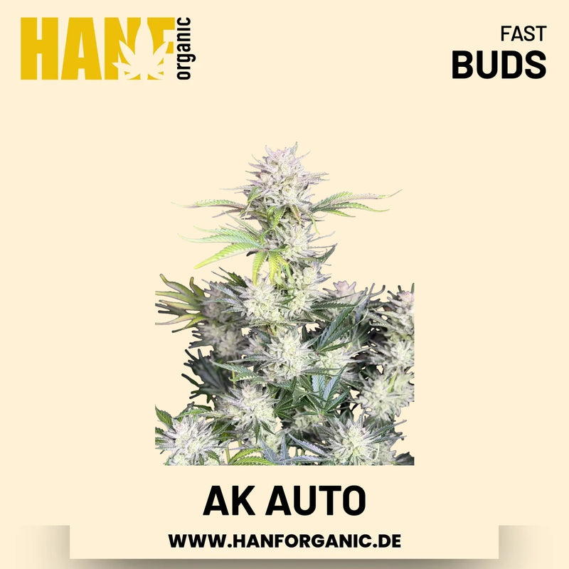 AK Autoflower Hanfsamen von Fast Buds – 3 Samen
