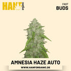 Amnesia Haze Autoflower Hanfsamen von Fast Buds – 3 Samen