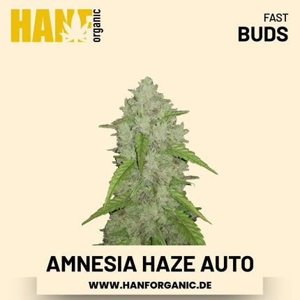 Amnesia Haze Autoflower Hanfsamen von Fast Buds – 3 Samen