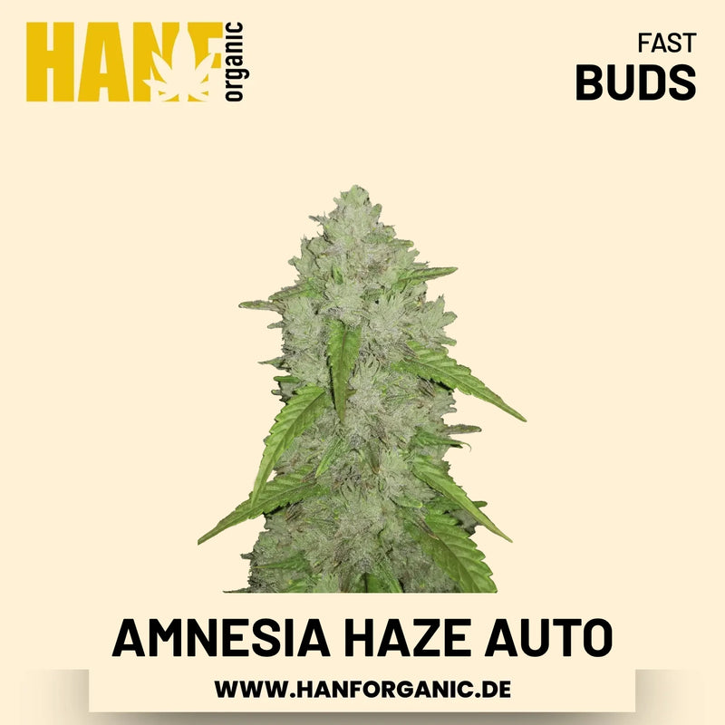 Amnesia Haze Autoflower Hanfsamen von Fast Buds – 3 Samen