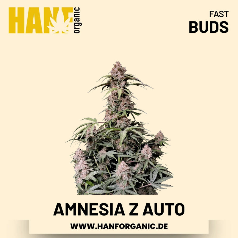 Amnesia Z Autoflower Hanfsamen von Fast Buds – 3 Samen