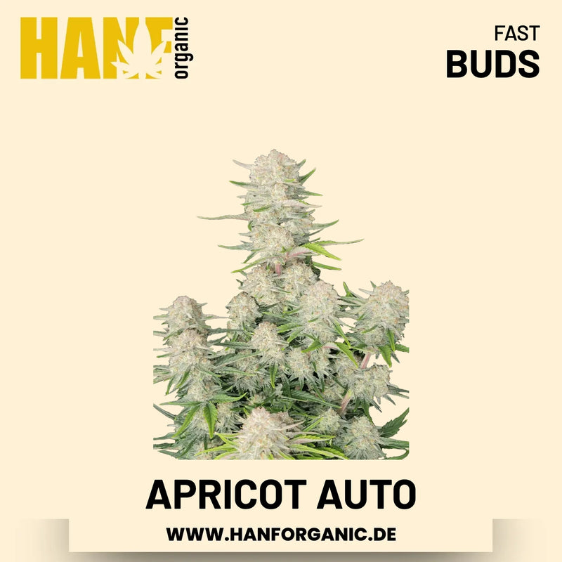 Apricot Autoflower Hanfsamen von Fast Buds – 3 Samen
