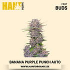 Banana Purple Punch Autoflower Hanfsamen von Fast Buds – 3 Samen