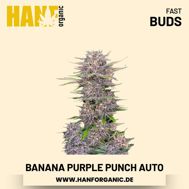 Banana Purple Punch Autoflower Hanfsamen von Fast Buds – 3 Samen