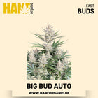 Big Bud Autoflower Hanfsamen von Fast Buds – 3 Samen