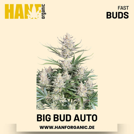 Big Bud Autoflower Hanfsamen von Fast Buds – 3 Samen