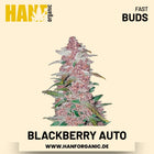 Blackberry Autoflower Hanfsamen von Fast Buds – 3 Samen