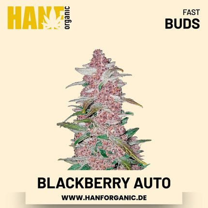 Blackberry Autoflower Hanfsamen von Fast Buds – 3 Samen