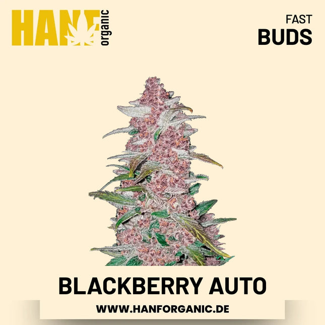 Blackberry Autoflower Hanfsamen von Fast Buds – 3 Samen