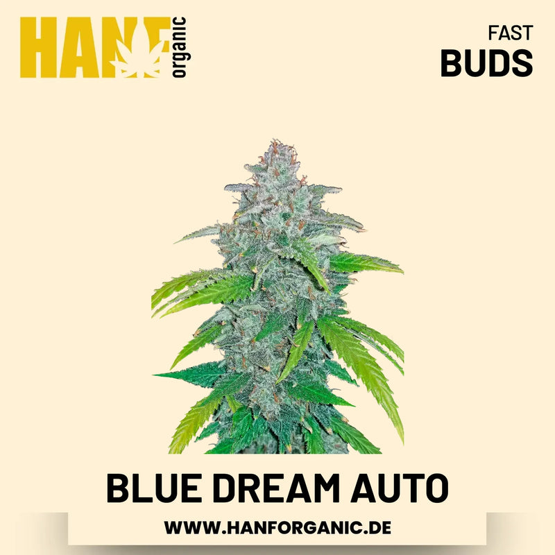 Blue Dream Autoflower Hanfsamen von Fast Buds – 3 Samen