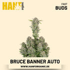 Bruce Banner Autoflower Hanfsamen von Fast Buds – 3 Samen