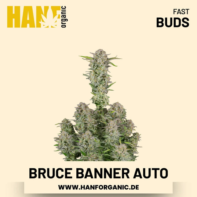 Bruce Banner Autoflower Hanfsamen von Fast Buds – 3 Samen