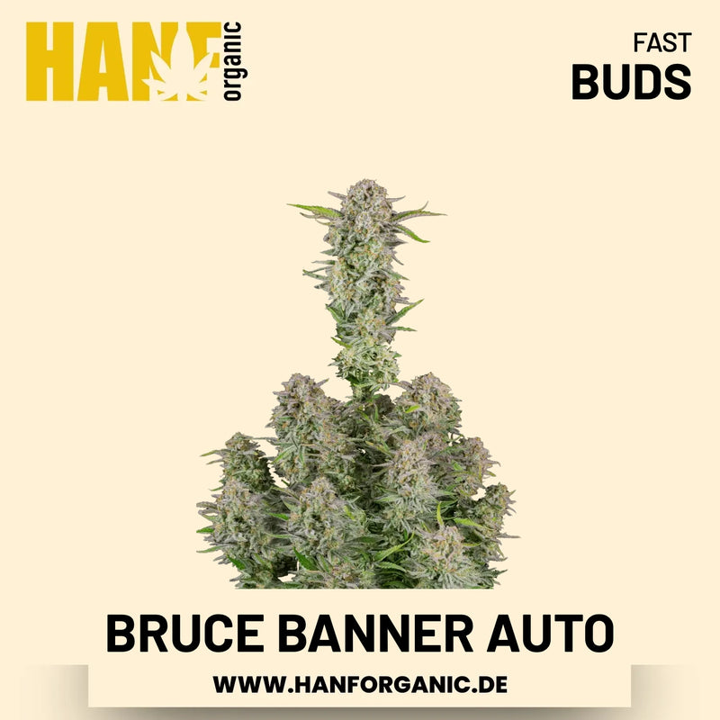 Bruce Banner Autoflower Hanfsamen von Fast Buds – 3 Samen