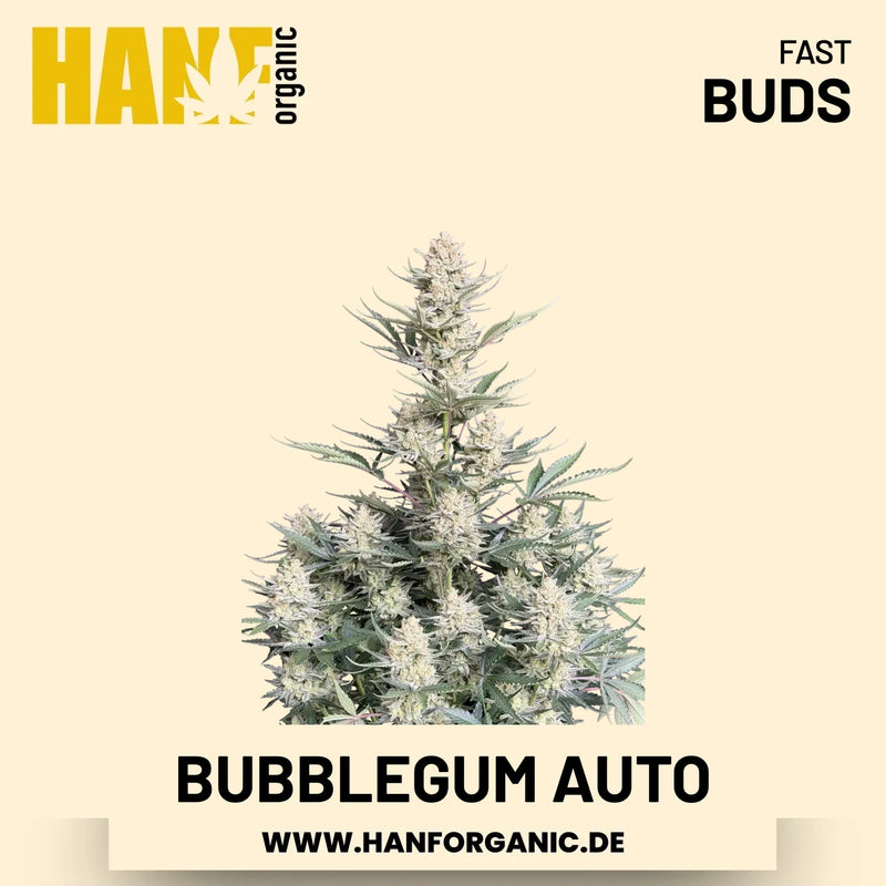 BubbleGum Autoflower Hanfsamen von Fast Buds – 3 Samen