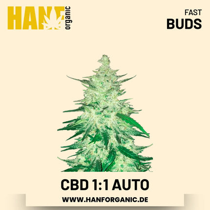 CBD 1:1 CBD-Sorte Hanfsamen von Fast Buds – 5 Samen